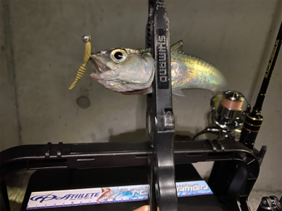 大潮干潮　月明かり　アジにそんなの関係ない