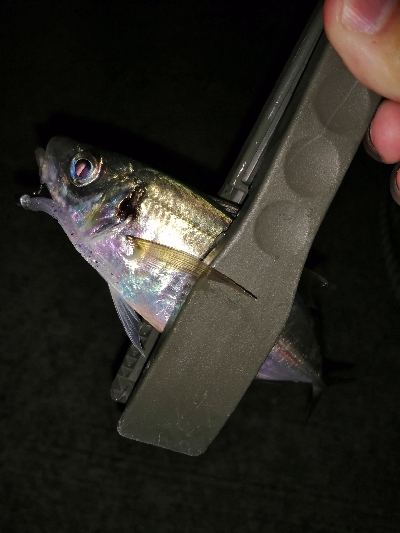 今年のアジング