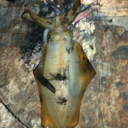 サイズ上がってきました