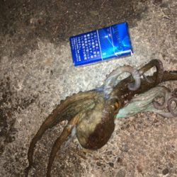 アオリイカ②&タコ⑤