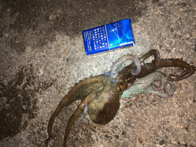 アオリイカ②&タコ⑤