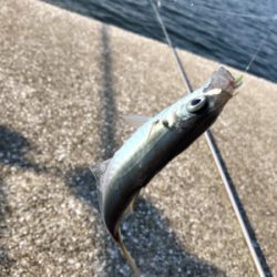 久々のサビキ釣りで爆釣！