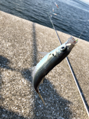 久々のサビキ釣りで爆釣！