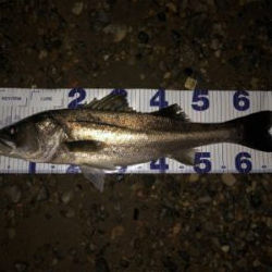 やっぱりシーバス！