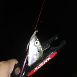 アジング　合わせ復習