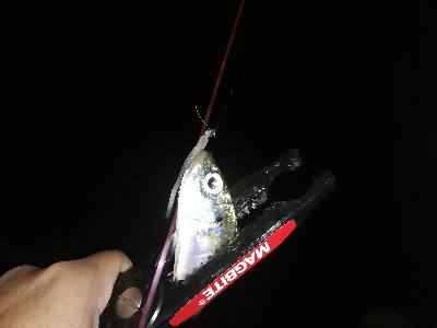 アジング　合わせ復習