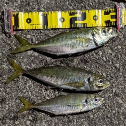 ナイトアジング