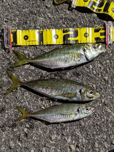 ナイトアジング