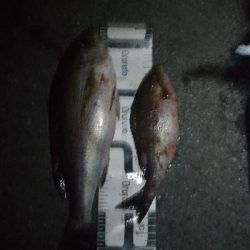 10/4釣果タカノハダイ尺アジ尺イサキチヌヘダイ