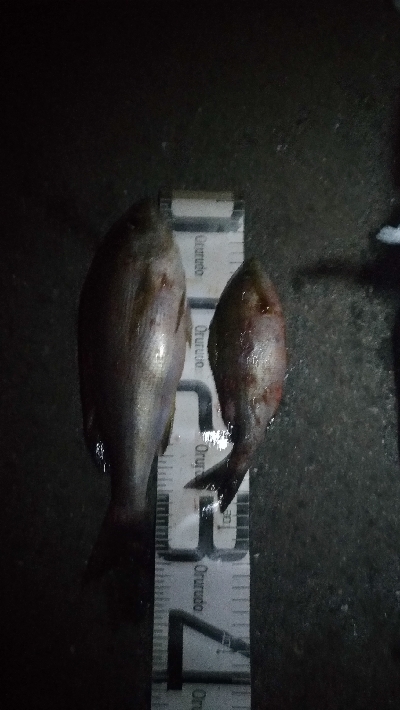 10/4釣果タカノハダイ尺アジ尺イサキチヌヘダイ