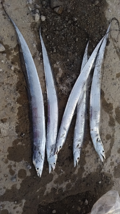 10/25釣果尺アジタチウオチヌグレサバ