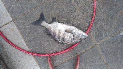 10/28釣果タチウオ尺アジチヌアイゴグレアナゴ