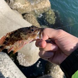 ライトゲーム&ショアジギ！1投目で来た！