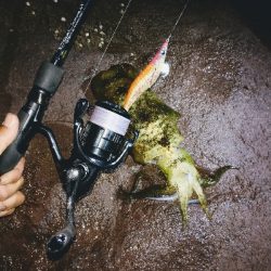 関東 陸っぱり 釣り 魚釣り 釣果情報サイト カンパリ