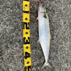 初メジロあと2cmでブリ