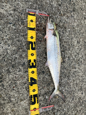 初メジロあと２cmでブリ