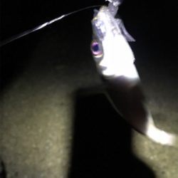 雨上がりで釣り人居らず