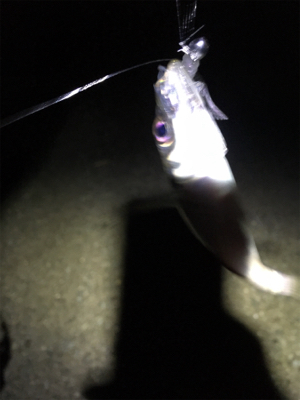 雨上がりで釣り人居らず