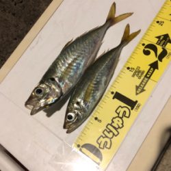 坊勢島のナイトアジング&エギング