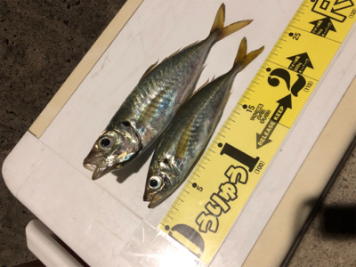 坊勢島のナイトアジング&エギング