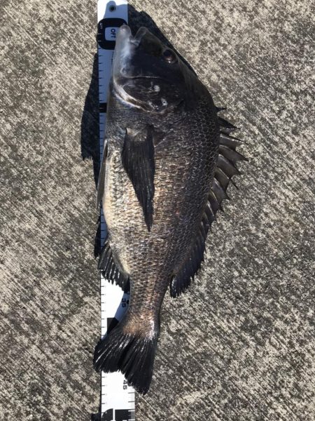 イチノ兄弟、釣果！