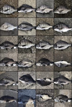 イチノ兄弟、釣果!