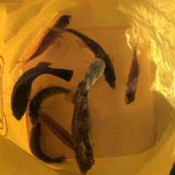 5目つり、カワハギ、コブの子