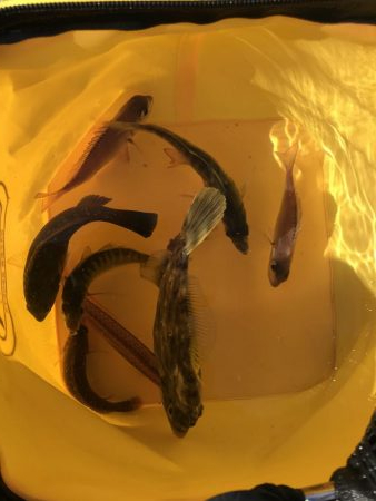 5目つり、カワハギ、コブの子