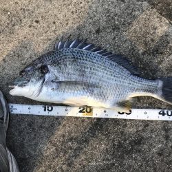 仕事終わり短時間釣行其の三