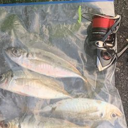 アジング釣行