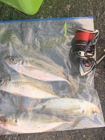 アジング釣行