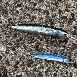 サゴシフィーバー