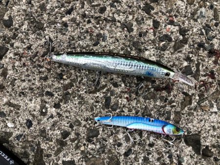 サゴシフィーバー