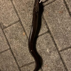 南港シーサイドコスモ