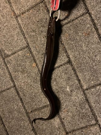 南港シーサイドコスモ