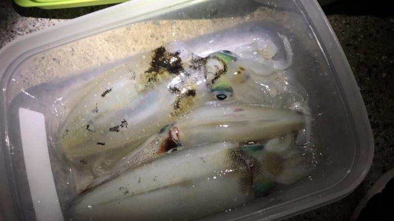 激流渋々エギング