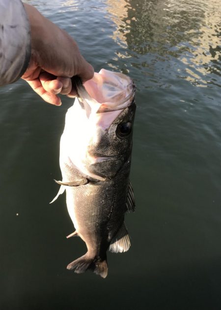 仕事終わりの短時間釣行其の四