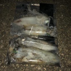 半月ぶりの釣果