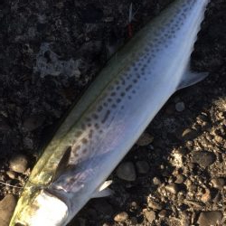 粘ってメジロ、サゴシ