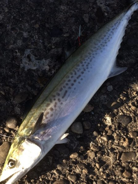 粘ってメジロ、サゴシ