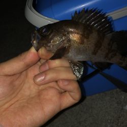 雨降りまでロックフィッシング