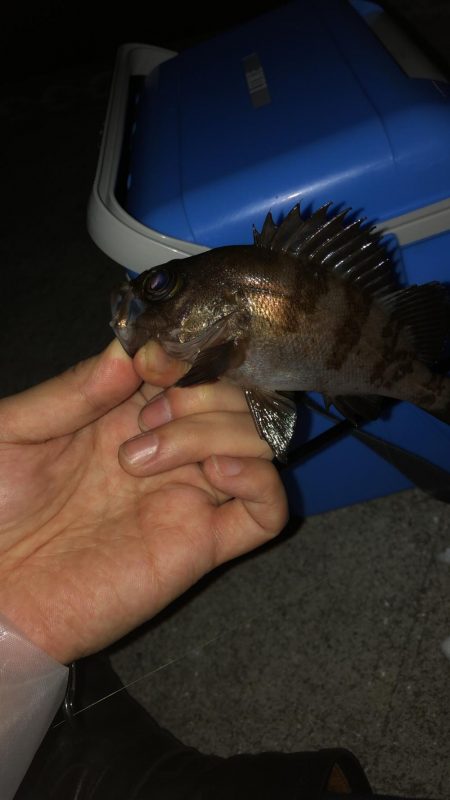 雨降りまでロックフィッシング