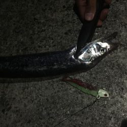 ポーアイ沖タチウオ