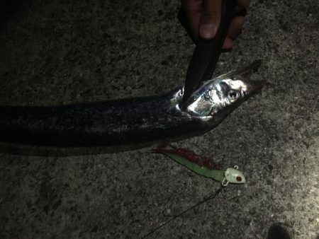 ポーアイ沖タチウオ