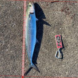 メジロおかわり！