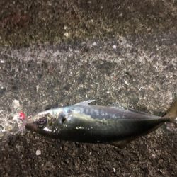 アジ爆釣　タチウオはダメ