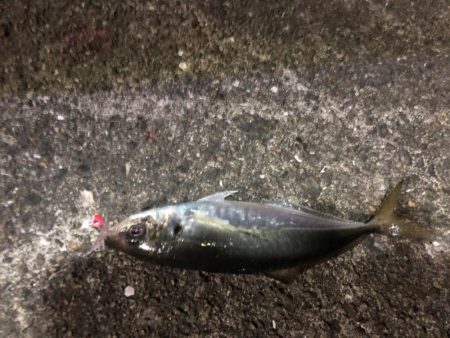 アジ爆釣　タチウオはダメ