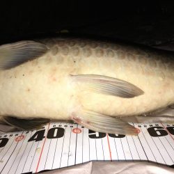 猪名川ゲキスレシーバスと鯉