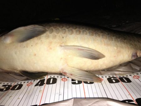 猪名川ゲキスレシーバスと鯉