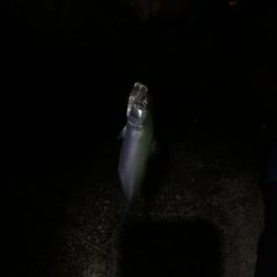 今年のタチウオ